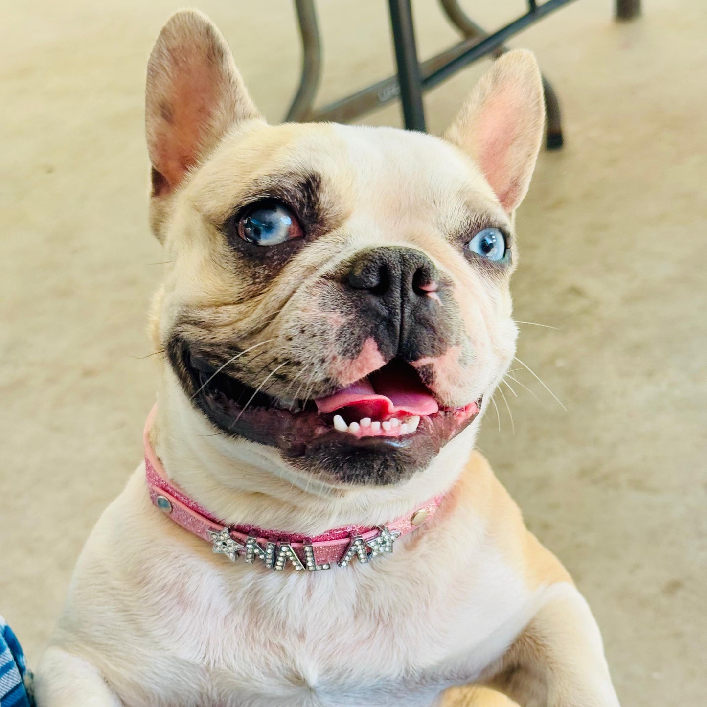 Collar con nombre personalizado mascota