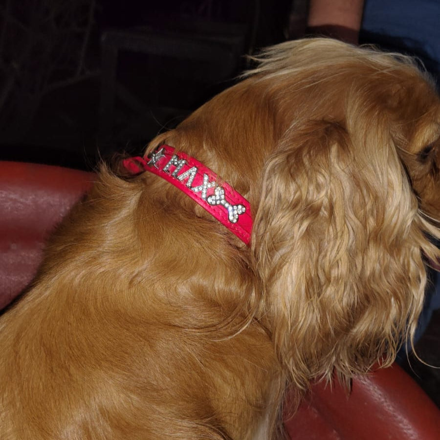 Collar con nombre personalizado mascota