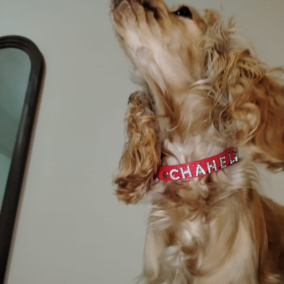 Collar con nombre personalizado mascota